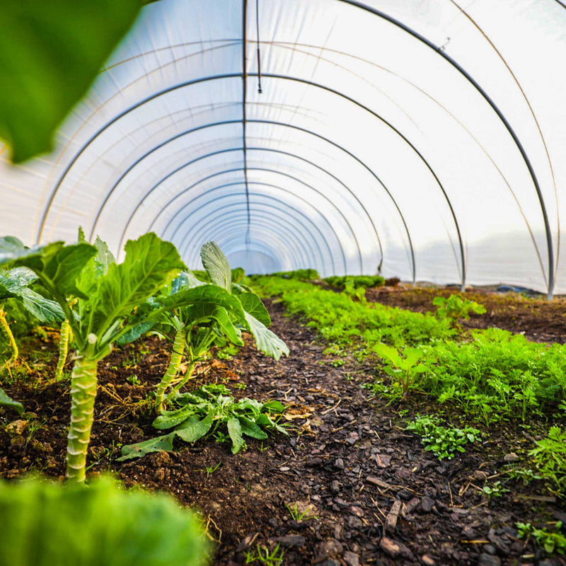 Bootstrap Farmer All-Metal Caterpillar Tunnel Kit with Butterfly Doors