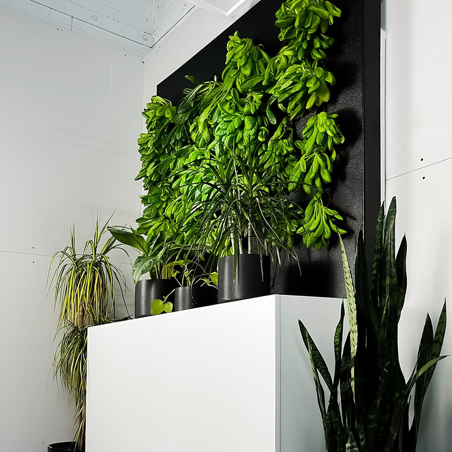 GIRUVI 「Grow on the Wall」Gracilius Just Vertical Indoor Grow Wall System — OffGrid Living